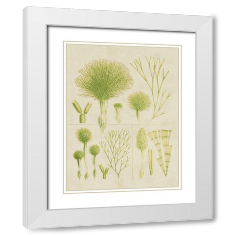 Vintage Sea Grass III White Modern Wood Framed Art Print with Double Matting by Vision Studio