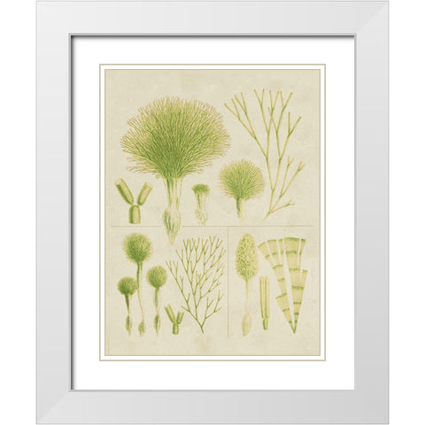 Vintage Sea Grass III White Modern Wood Framed Art Print with Double Matting by Vision Studio