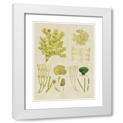 Vintage Sea Grass IV White Modern Wood Framed Art Print with Double Matting by Vision Studio