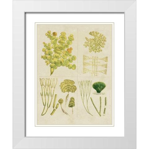 Vintage Sea Grass IV White Modern Wood Framed Art Print with Double Matting by Vision Studio