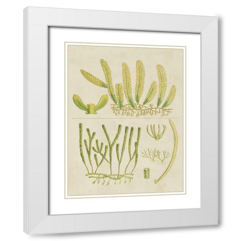 Vintage Sea Grass V White Modern Wood Framed Art Print with Double Matting by Vision Studio