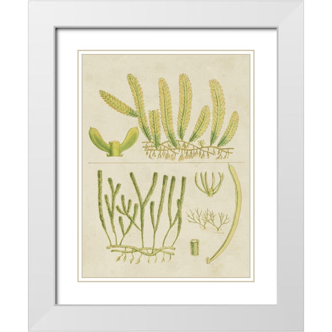 Vintage Sea Grass V White Modern Wood Framed Art Print with Double Matting by Vision Studio