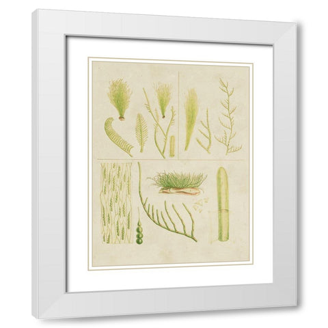 Vintage Sea Grass VI White Modern Wood Framed Art Print with Double Matting by Vision Studio