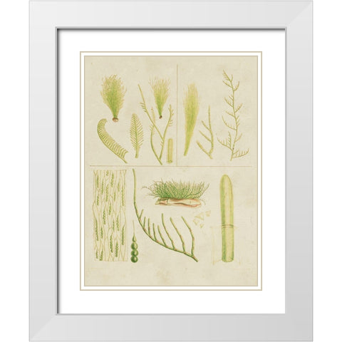 Vintage Sea Grass VI White Modern Wood Framed Art Print with Double Matting by Vision Studio