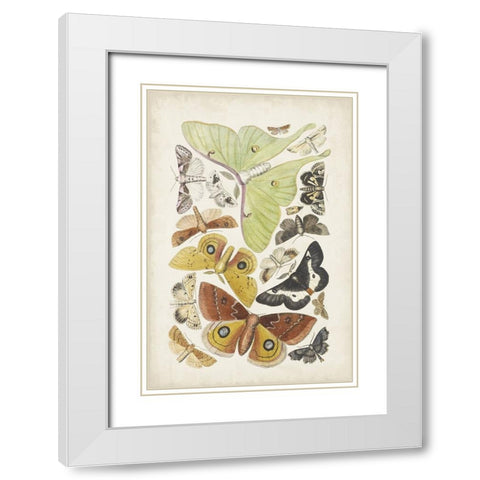 Antique Moths I White Modern Wood Framed Art Print with Double Matting by Unknown