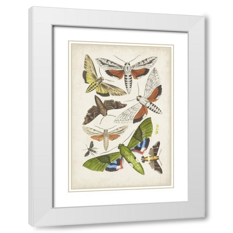 Antique Moths II White Modern Wood Framed Art Print with Double Matting by Unknown