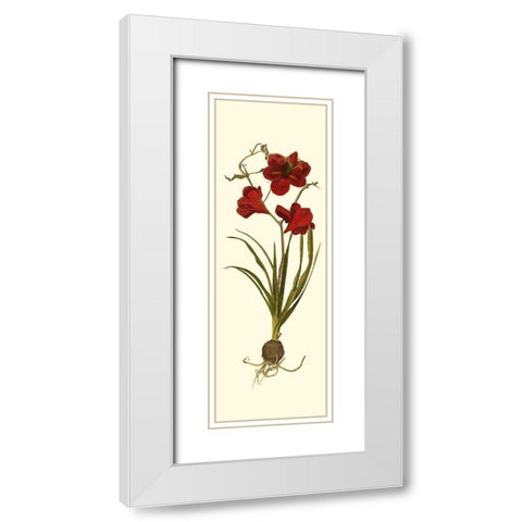 Custom Amaryllis Panel I White Modern Wood Framed Art Print with Double Matting by Vision Studio