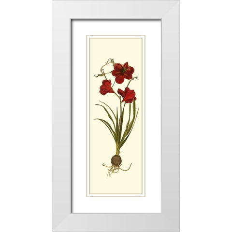 Custom Amaryllis Panel I White Modern Wood Framed Art Print with Double Matting by Vision Studio