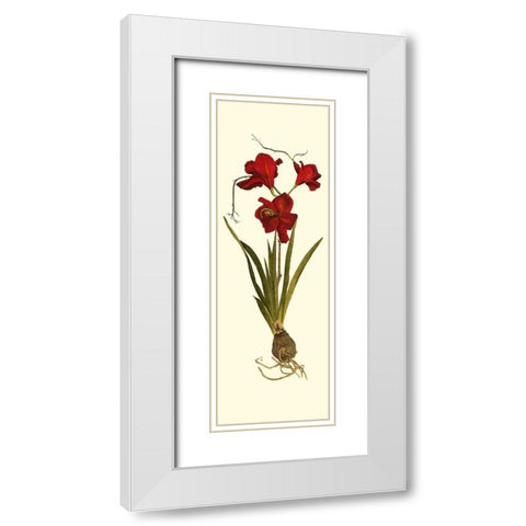 Custom Amaryllis Panel II White Modern Wood Framed Art Print with Double Matting by Vision Studio