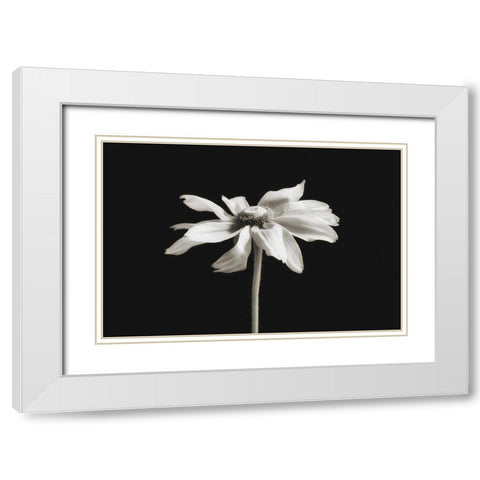 Elegance Floral II White Modern Wood Framed Art Print with Double Matting by Poinski, Dianne
