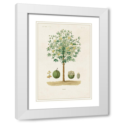 Antique Tree with Fruit VIII White Modern Wood Framed Art Print with Double Matting by Unknown