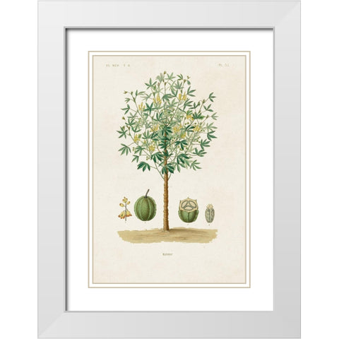 Antique Tree with Fruit VIII White Modern Wood Framed Art Print with Double Matting by Unknown