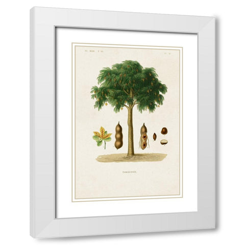 Antique Tree with Fruit IX White Modern Wood Framed Art Print with Double Matting by Unknown