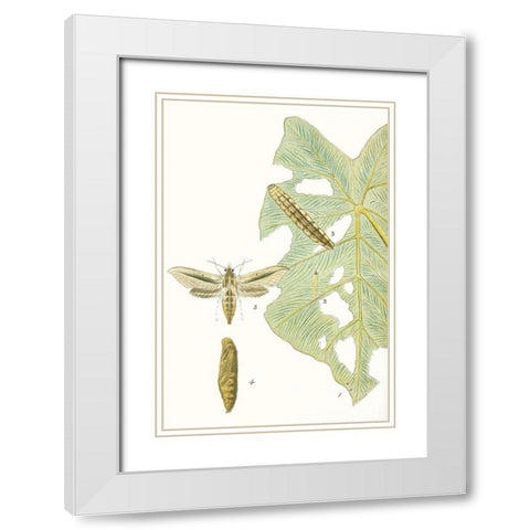 Antique Butterflies and Leaves I White Modern Wood Framed Art Print with Double Matting by Vision Studio