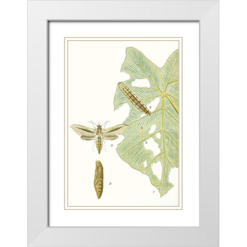 Antique Butterflies and Leaves I White Modern Wood Framed Art Print with Double Matting by Vision Studio