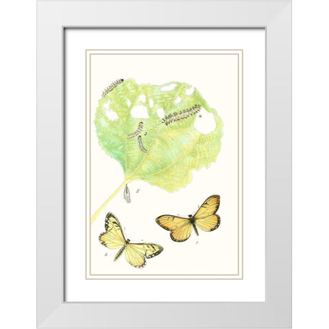 Antique Butterflies and Leaves II White Modern Wood Framed Art Print with Double Matting by Vision Studio