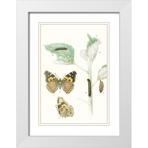 Antique Butterflies and Leaves III White Modern Wood Framed Art Print with Double Matting by Vision Studio