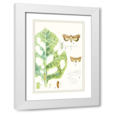 Antique Butterflies and Leaves IV White Modern Wood Framed Art Print with Double Matting by Vision Studio