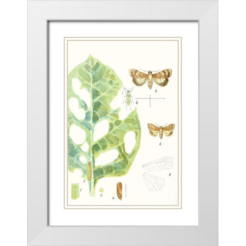 Antique Butterflies and Leaves IV White Modern Wood Framed Art Print with Double Matting by Vision Studio