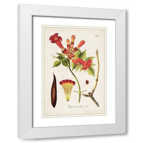 Tropical Trumpet Flowers I White Modern Wood Framed Art Print with Double Matting by Unknown
