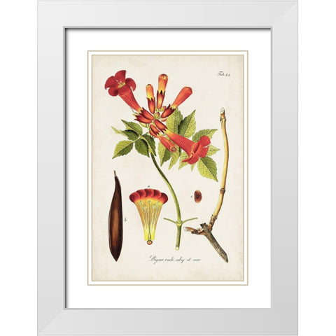 Tropical Trumpet Flowers I White Modern Wood Framed Art Print with Double Matting by Unknown