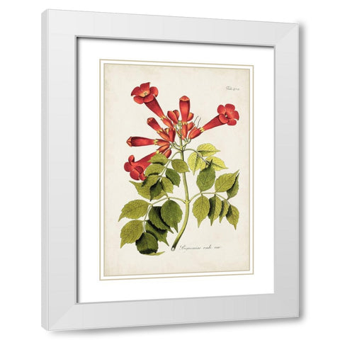 Tropical Trumpet Flowers II White Modern Wood Framed Art Print with Double Matting by Unknown