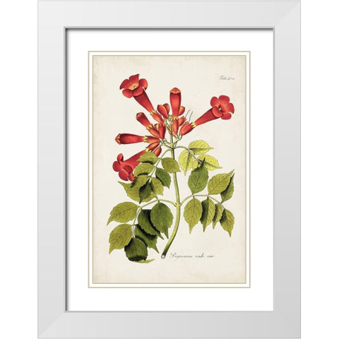 Tropical Trumpet Flowers II White Modern Wood Framed Art Print with Double Matting by Unknown