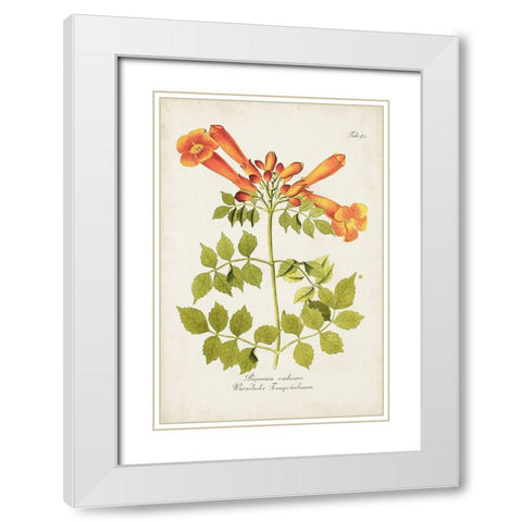Tropical Trumpet Flowers III White Modern Wood Framed Art Print with Double Matting by Unknown