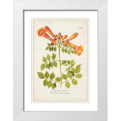 Tropical Trumpet Flowers III White Modern Wood Framed Art Print with Double Matting by Unknown