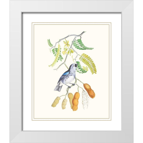 Cuvier Bird And Habitat II White Modern Wood Framed Art Print with Double Matting by Cuvier, Georges