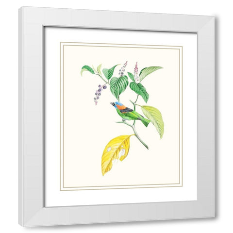 Cuvier Bird And Habitat IV White Modern Wood Framed Art Print with Double Matting by Cuvier, Georges