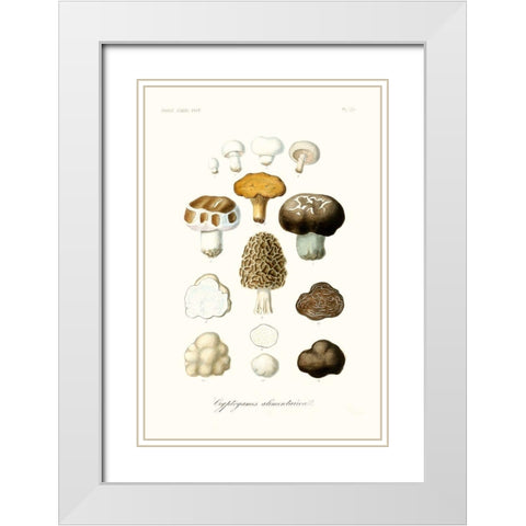 Fruit And Vegetable Varieties IV White Modern Wood Framed Art Print with Double Matting by Unknown