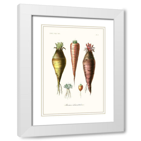 Fruit And Vegetable Varieties VI White Modern Wood Framed Art Print with Double Matting by Unknown