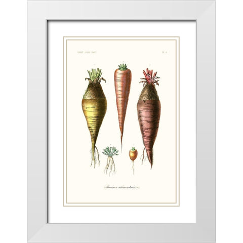 Fruit And Vegetable Varieties VI White Modern Wood Framed Art Print with Double Matting by Unknown
