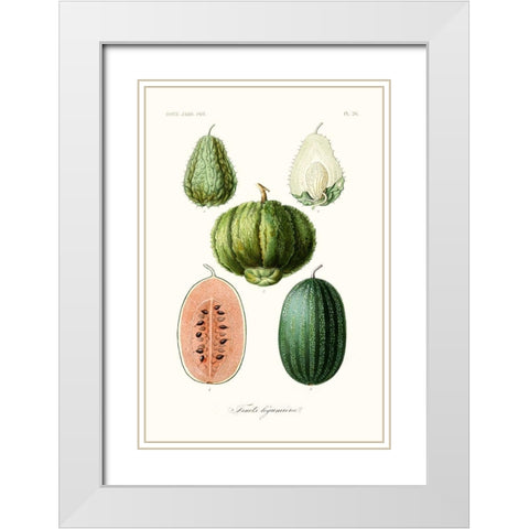 Fruit And Vegetable Varieties VIII White Modern Wood Framed Art Print with Double Matting by Unknown