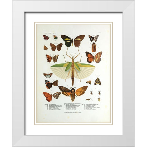 Winged Nature I White Modern Wood Framed Art Print with Double Matting by Unknown