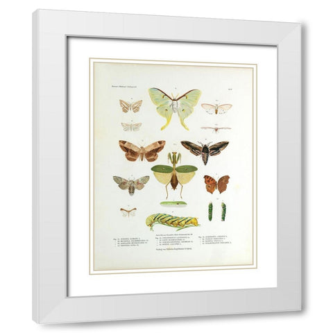 Winged Nature II White Modern Wood Framed Art Print with Double Matting by Unknown