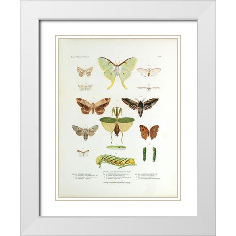 Winged Nature II White Modern Wood Framed Art Print with Double Matting by Unknown
