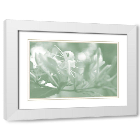 Honeysuckle Summer I White Modern Wood Framed Art Print with Double Matting by Chandler, Sharon