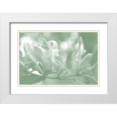 Honeysuckle Summer I White Modern Wood Framed Art Print with Double Matting by Chandler, Sharon
