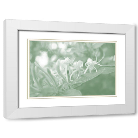 Honeysuckle Summer II White Modern Wood Framed Art Print with Double Matting by Chandler, Sharon