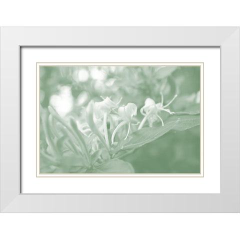 Honeysuckle Summer II White Modern Wood Framed Art Print with Double Matting by Chandler, Sharon