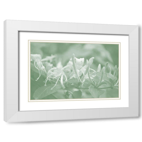 Honeysuckle Summer III White Modern Wood Framed Art Print with Double Matting by Chandler, Sharon