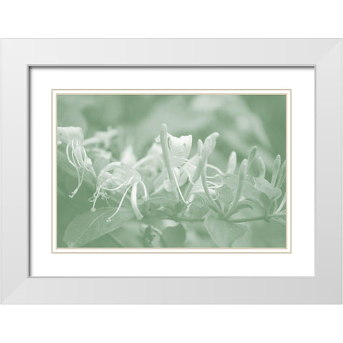 Honeysuckle Summer III White Modern Wood Framed Art Print with Double Matting by Chandler, Sharon