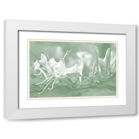Honeysuckle Summer IV White Modern Wood Framed Art Print with Double Matting by Chandler, Sharon