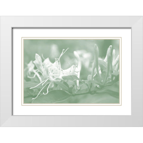 Honeysuckle Summer IV White Modern Wood Framed Art Print with Double Matting by Chandler, Sharon