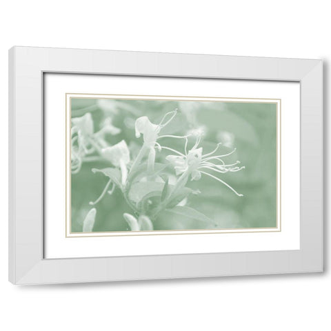 Honeysuckle Summer V White Modern Wood Framed Art Print with Double Matting by Chandler, Sharon