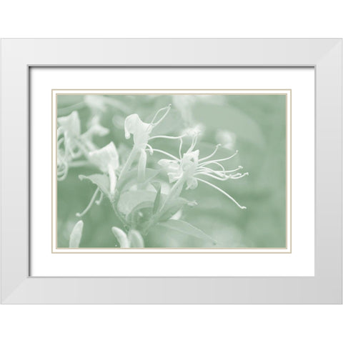 Honeysuckle Summer V White Modern Wood Framed Art Print with Double Matting by Chandler, Sharon