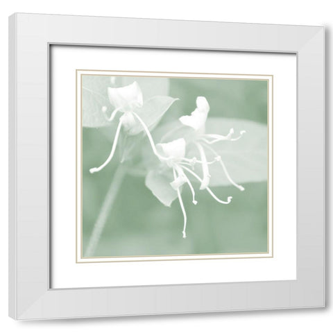Honeysuckle Summer VI White Modern Wood Framed Art Print with Double Matting by Chandler, Sharon