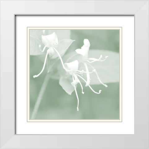 Honeysuckle Summer VI White Modern Wood Framed Art Print with Double Matting by Chandler, Sharon